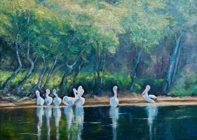 Pelicans – St Georges Basin